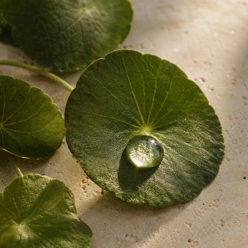 Fresh centella asiatica leaves with a single water drop, on warm cream travertine